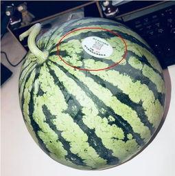 网红吃瓜视频在哪里找到,热门平台及制作技巧大揭秘